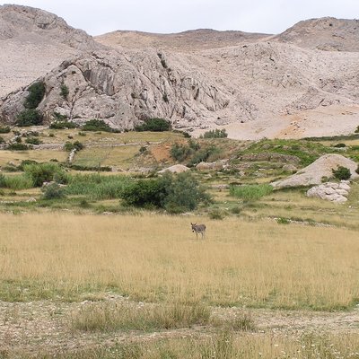 Pag (island)