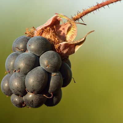 Dewberry