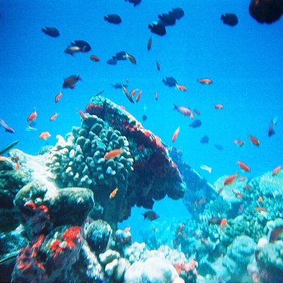 Coral reef fish logo