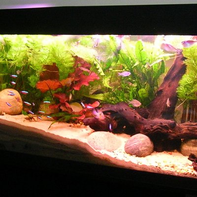 Practical Fishkeeping