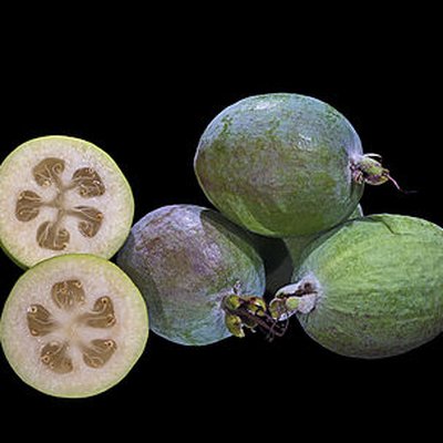 Acca sellowiana