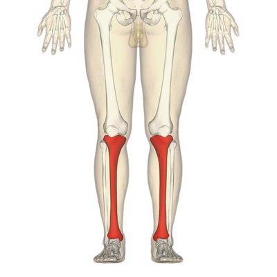 Tibia logo