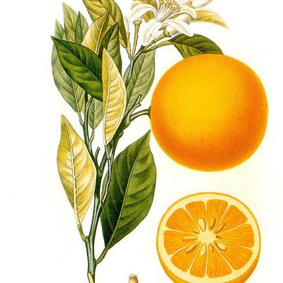 Orange oil