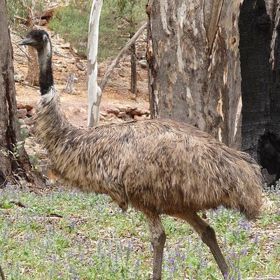 Emu oil