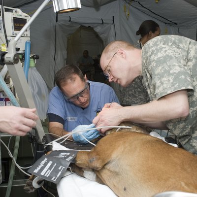 vet tech logo
