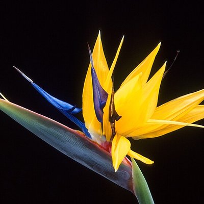 Strelitzia