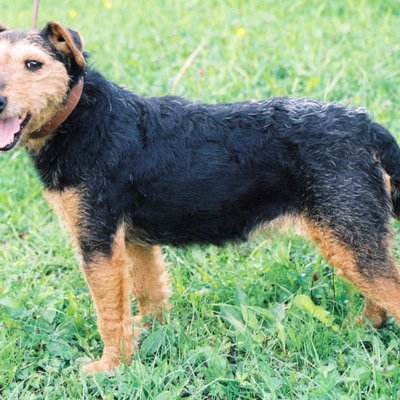 Jagdterrier