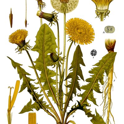 Taraxacum officinale