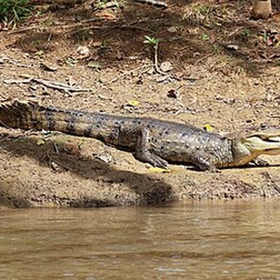 Spectacled caiman