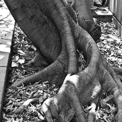 Ficus insipida