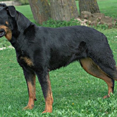 Beauceron