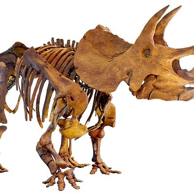 Triceratops logo