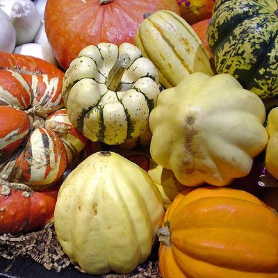 Winter squash