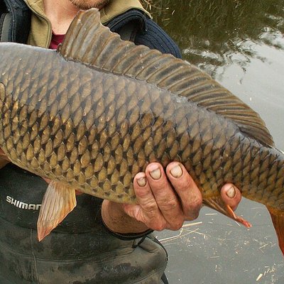Kevin Nash (carp angler) logo