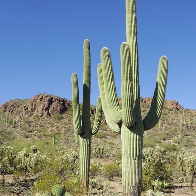Saguaro