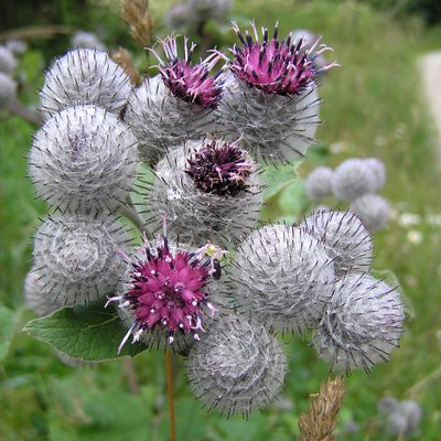 Arctium