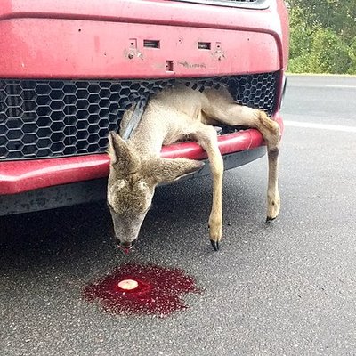 roadkill logo