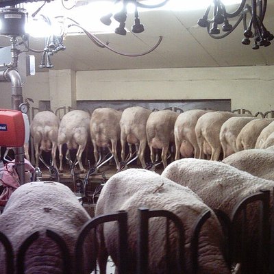 Sheep milk