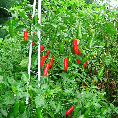 Serrano pepper