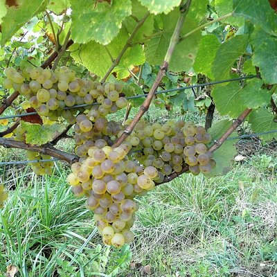 Savagnin
