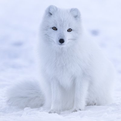 Arctic Fox Hair Color