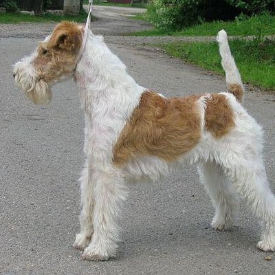 Wire Fox Terrier