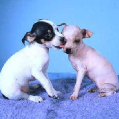 American Hairless Terrier