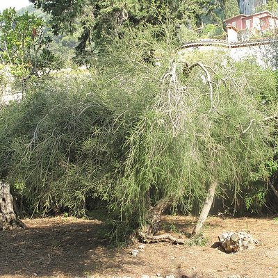Melaleuca alternifolia