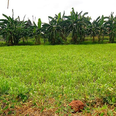 Forage logo