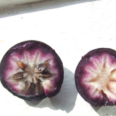 Chrysophyllum cainito