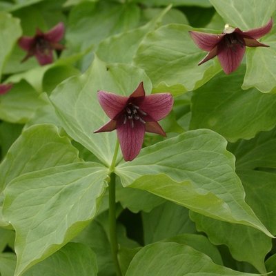 Trillium