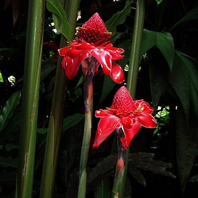 Zingiberaceae