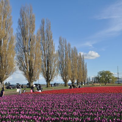 Skagit County, Washington logo