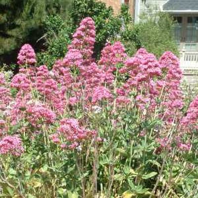 Centranthus ruber