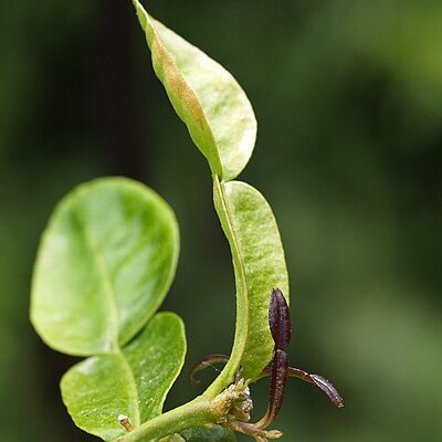 Kaffir lime