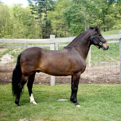 Gelding logo