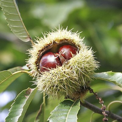 Castanea sativa