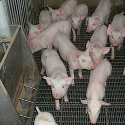 Pig farming logo