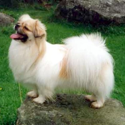 Tibetan Spaniel