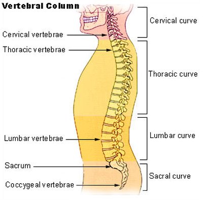 Vertebral column logo