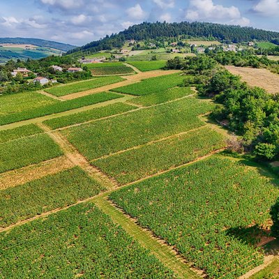 Biodynamic wine