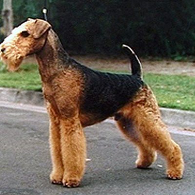 Airedale Terrier