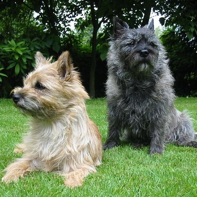 Cairn Terrier logo