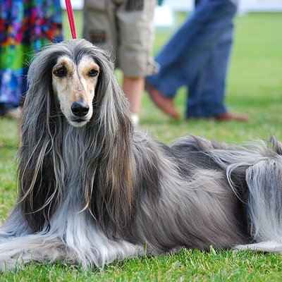 Afghan Hound