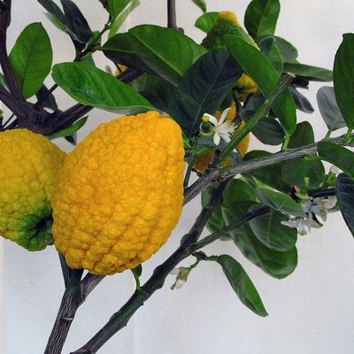Citron