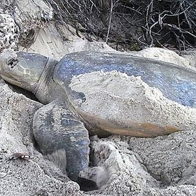 Flatback sea turtle