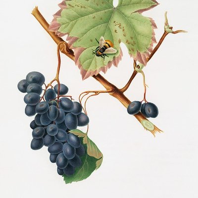 Barbera