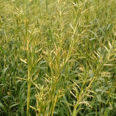Cymbopogon martinii
