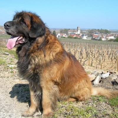 Leonberger