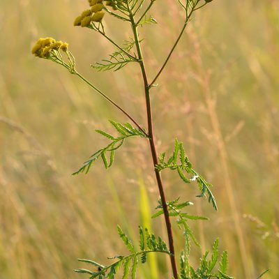 Tansy